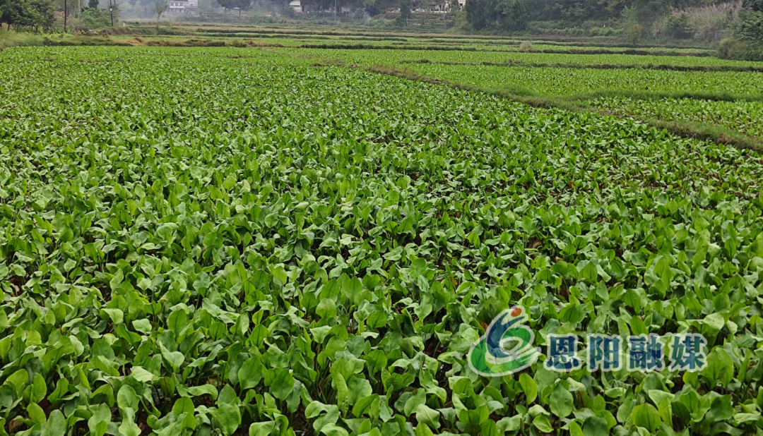 茶坝镇：稻药轮作土生金